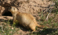 Marmotte à longue queue