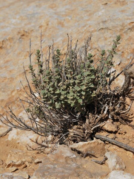 ملف:Origanum ramonense 2.jpg