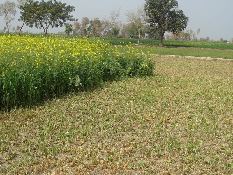 ملف:SarsonFarm.jpg