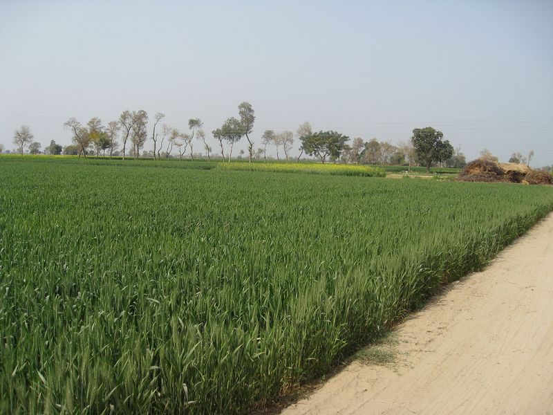 ملف:WheatFields.jpg