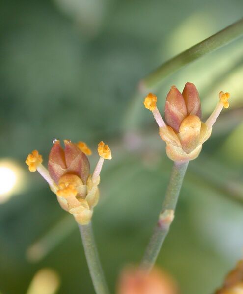 ملف:Ephedra foeminea 1.jpg