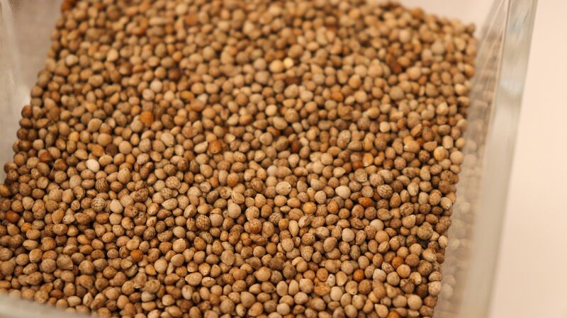 ملف:Perilla seeds.jpg