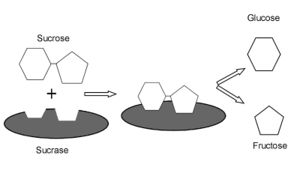 Sucrase.jpg