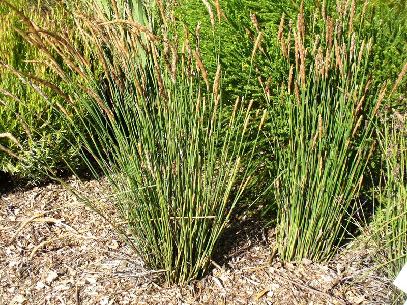 ملف:Elegia fistulosa.JPG