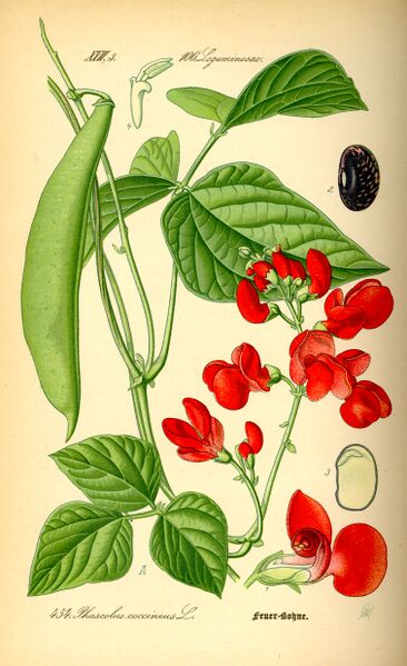 ملف:Illustration Phaseolus coccineus0.jpg