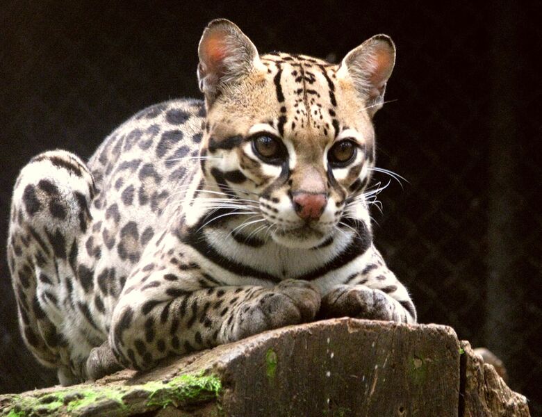 ملف:Ocelot (Leopardus pardalis)-8.jpg