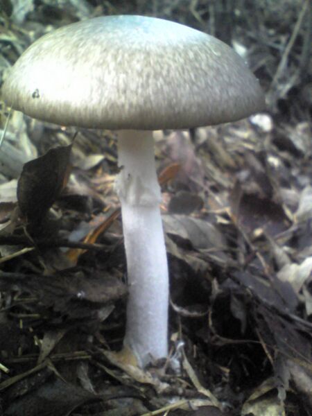 ملف:Amanita pseudoporphyria.jpg