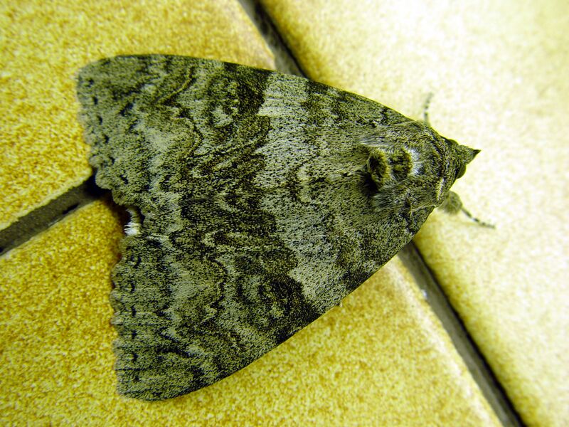 ملف:Catocala.nupta-moth7-30.07.06.jpg