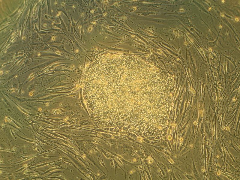 ملف:Humanstemcell.JPG
