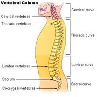 The five lumbar vertebrae define the lower back region