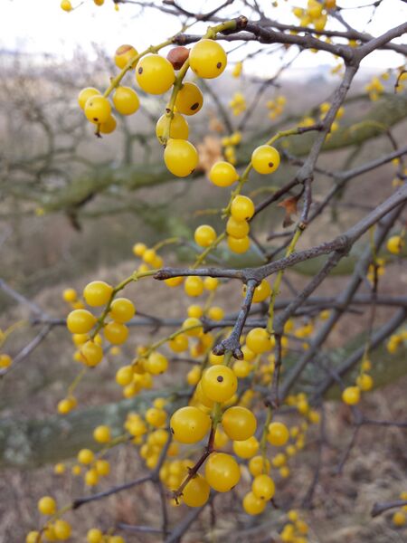 ملف:Loranthus europaeus sl4.jpg