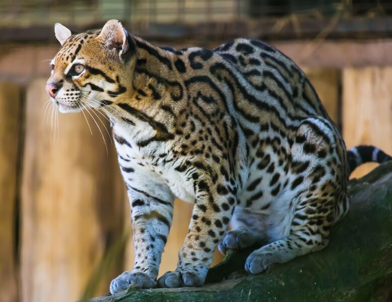 ملف:Ocelot (Jaguatirica) Zoo Itatiba.jpg