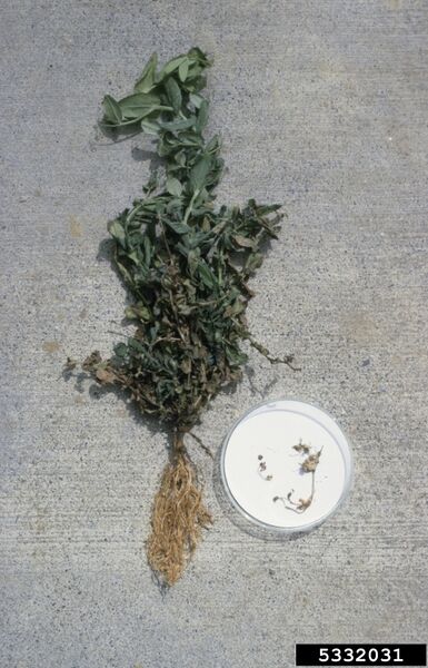 ملف:Sclerotinia trifoliorum.jpg