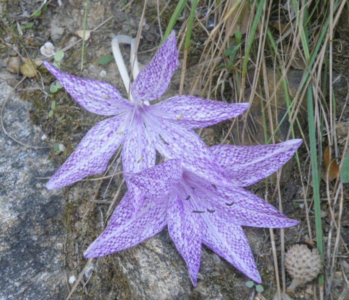 ملف:Colchicum variegatum.png