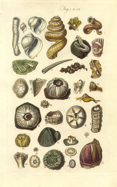 ملف:Conchological Manual Plate 001.jpg
