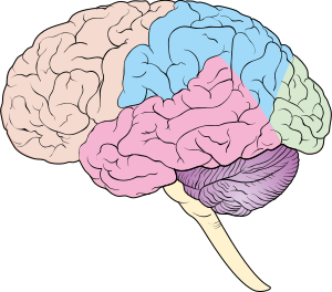Diagram showing some of the main areas of the brain CRUK 188 notext.svg