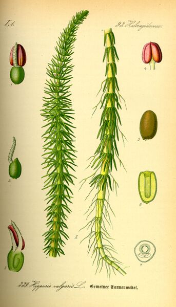 ملف:Illustration Hippuris vulgaris0.jpg