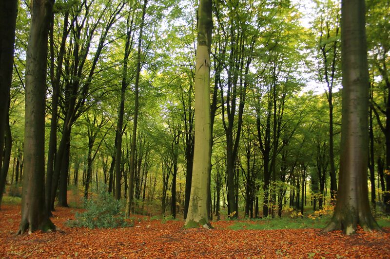 ملف:Kluisbos 15.jpg