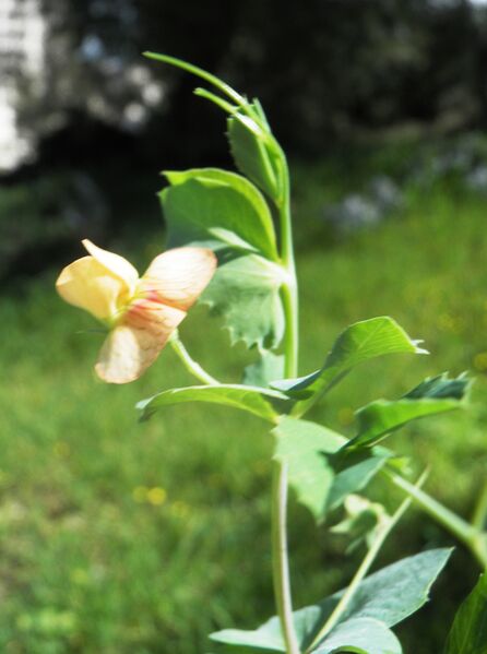 ملف:Lathyrus hierosolymitanus 2.JPG