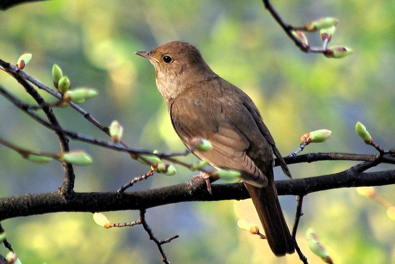 ملف:Nightingale of ancient Uglich.JPG