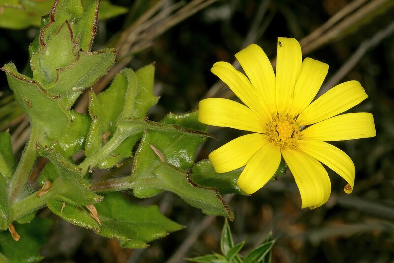 ملف:Osteospermum ilicifolium 1DS-II 1-C4051.jpg