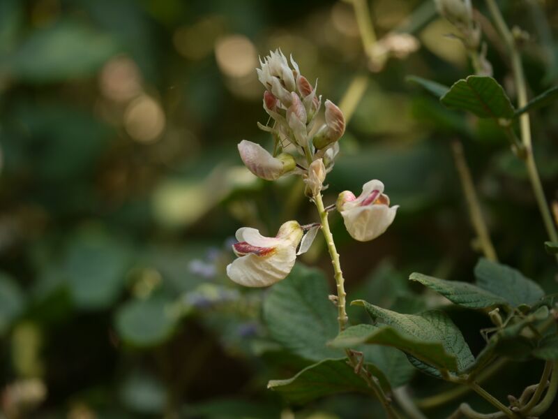 ملف:Paracalyx scariosus (5444475217).jpg