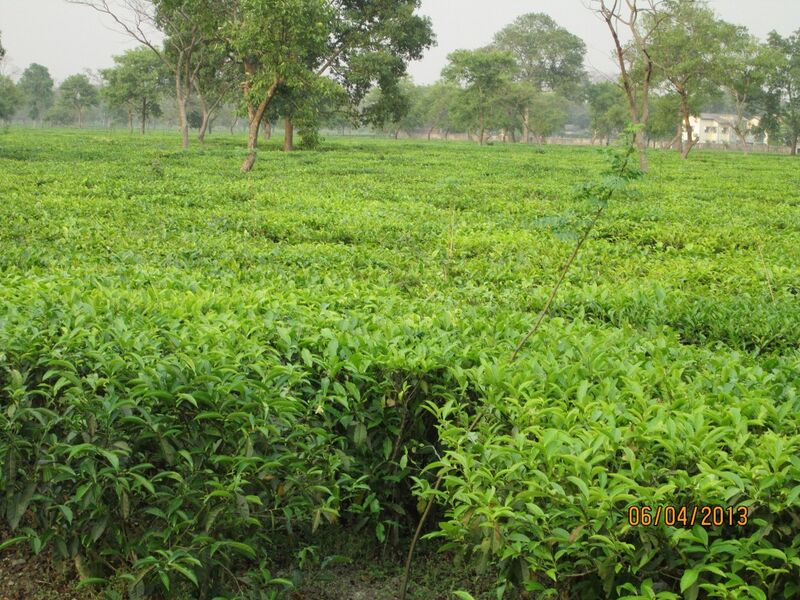ملف:TEA GARDEN 1.jpg