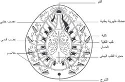 منظر ترسيمي يبين بنية بعض أجهزتها الداخلية ومواقعها