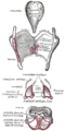 The cartilages of the larynx. Posterior view.