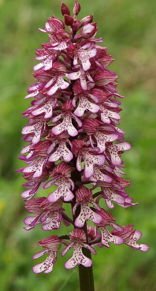 ملف:Orchis x hybrida 110503.jpg