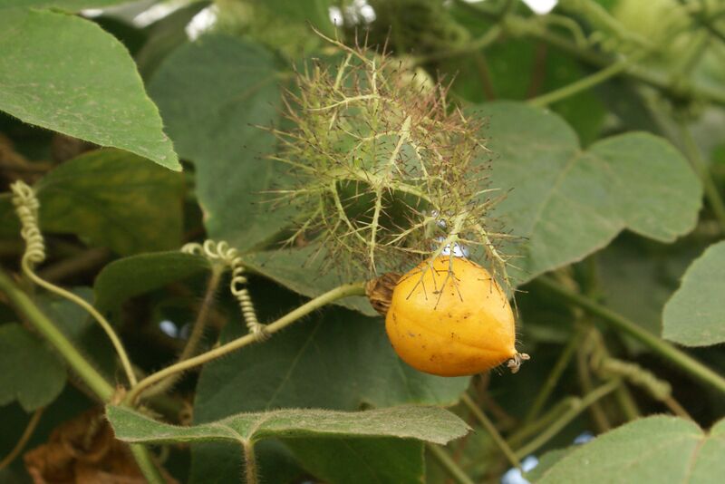 ملف:Passiflora foetida fruits.JPG