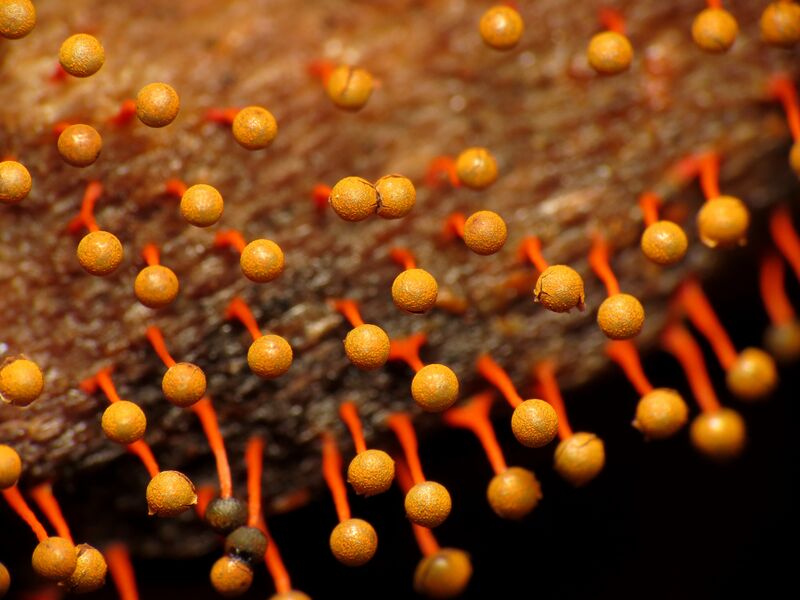 ملف:Physarum psittacinum 31473155.jpg