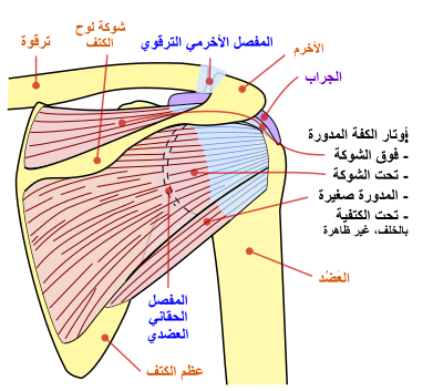 ملف:Shoulder joint back-ar.svg