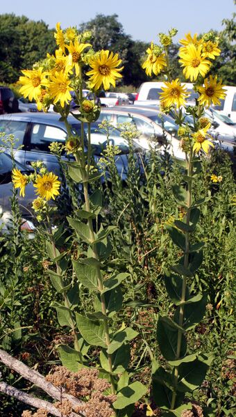 ملف:Silphium integrifolium3.jpg