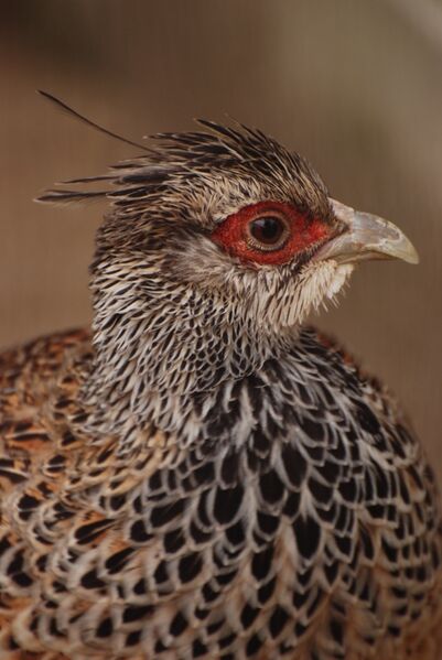 ملف:Catreus wallichii -Kyoto Zoo-Japan-8a.jpg