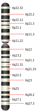 ملف:Chromosome X.svg
