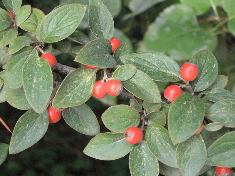 ملف:Cotoneaster franchetii 2.jpg