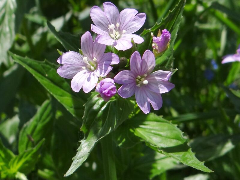 ملف:Epilobium roseum T69.2.jpg
