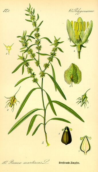 ملف:Illustration Rumex maritimus0.jpg