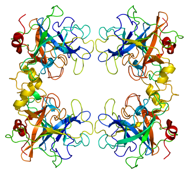 ملف:Protein TPSAB1 PDB 1a0l.png