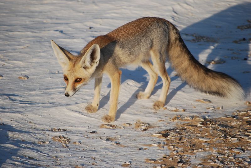 ملف:Rüppell's fox.jpg