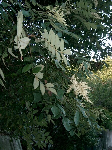 ملف:Rhus javanica var chinensis2.jpg