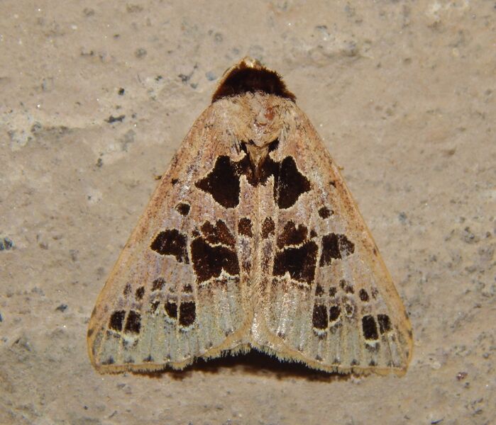 ملف:Anoba pectinata.jpg