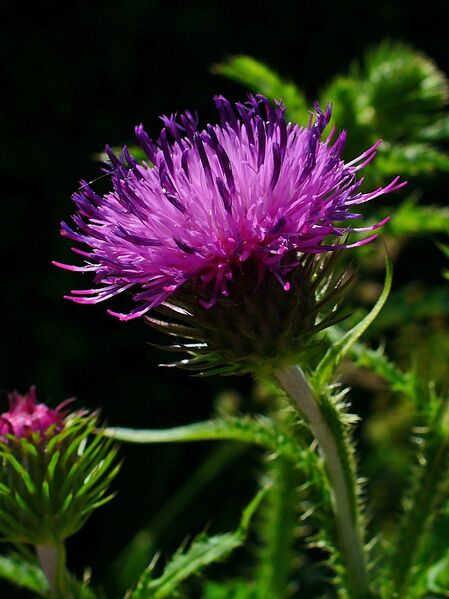ملف:Carduus crispus 002.JPG