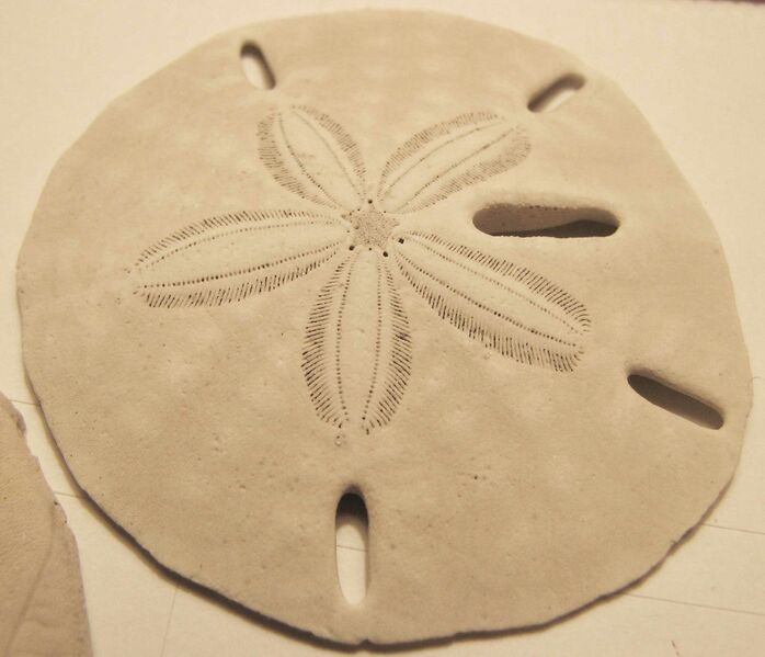ملف:Keyhole sand dollar 01.jpg