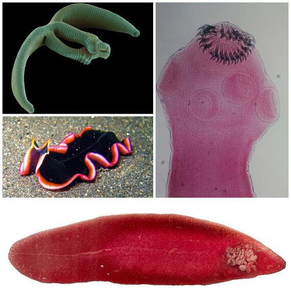 ملف:Platyhelminthes diversity.jpg