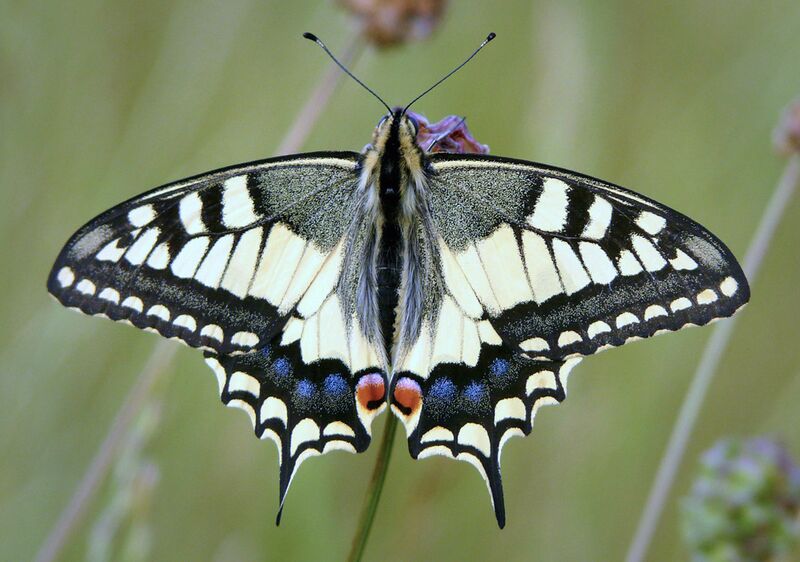 ملف:Schwalbenschwanz papilio machaon.jpg