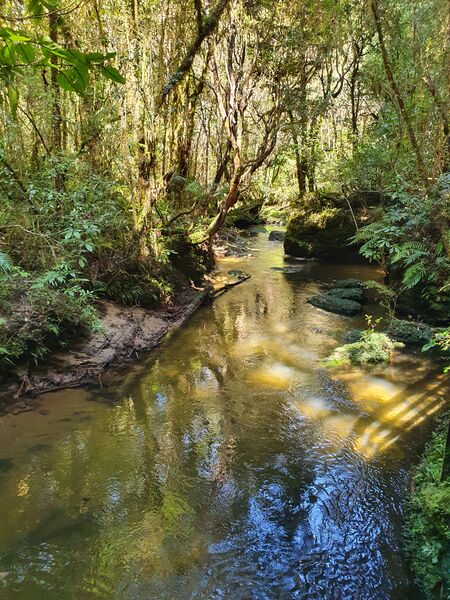 ملف:Tawarau River 4.jpg