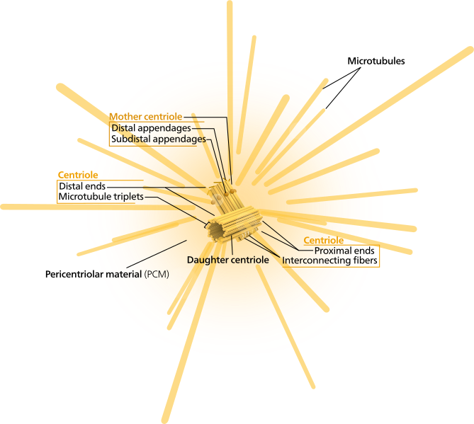 ملف:Centrosome (borderless version)-en.svg