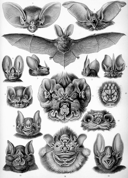 ملف:Haeckel Chiroptera.jpg
